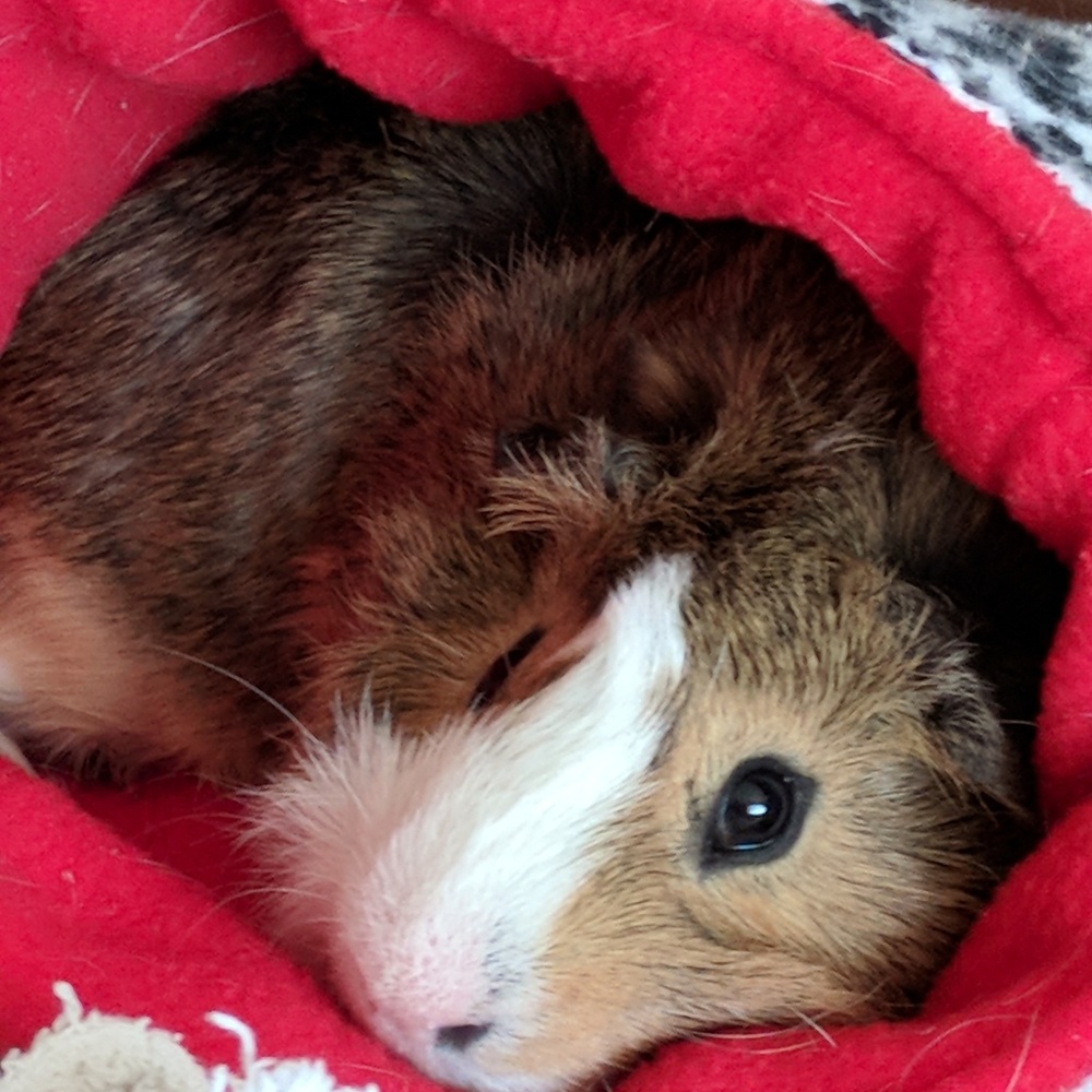 Meet your Posher, Monica